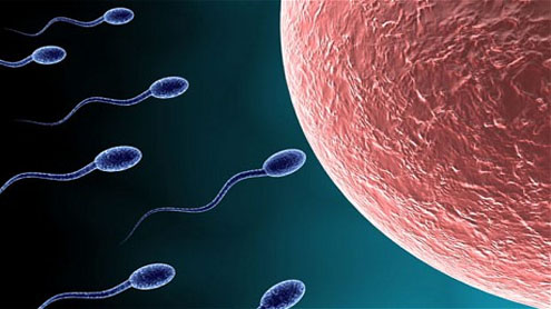 biological clock