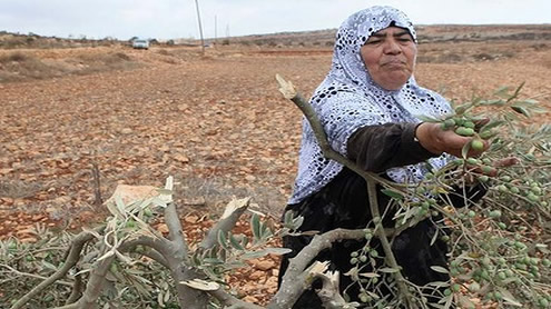 Settler clashes with Palestinians reach boiling point