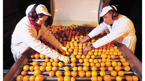 Orange juice prices