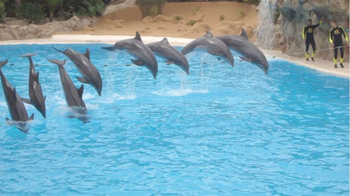 Country’s biggest pool for dolphins show