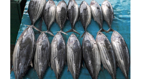 fish farming