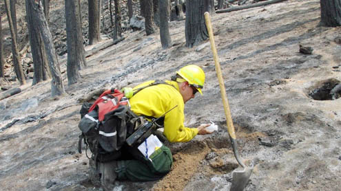 Nearly 40 percent of Rim Fire land a moonscape