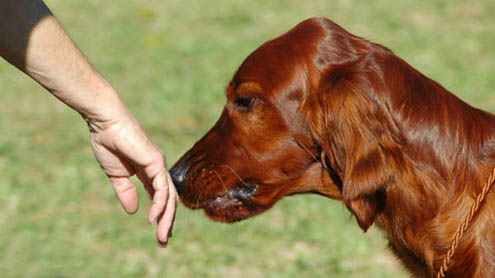 cancer sniffed out by dogs