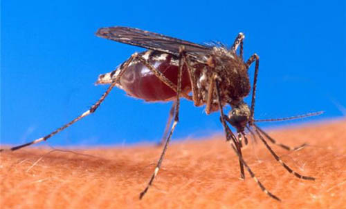 virus