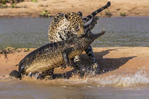 jaguar defending territory