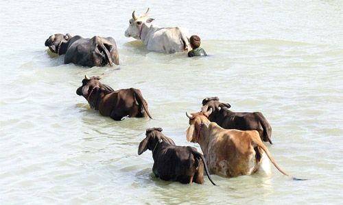 Cow Flood water