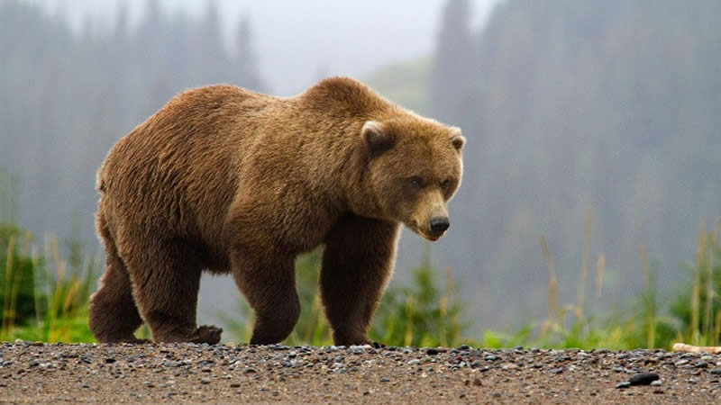 Bear