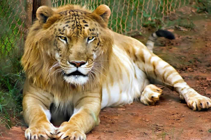 Tigon