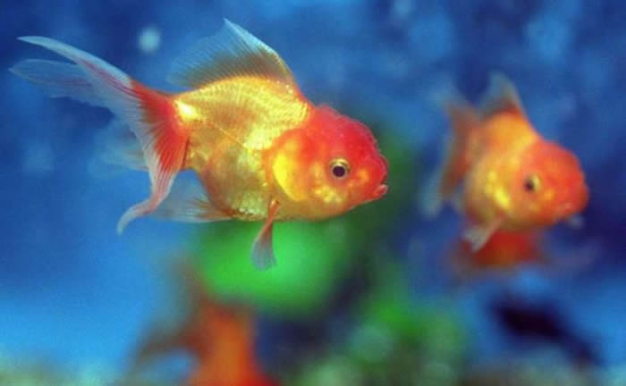 Woman made daughter eat 30 goldfish