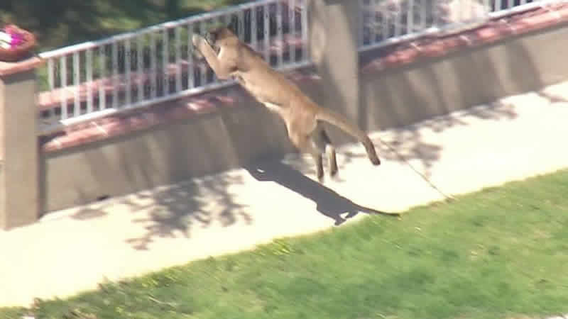 watch Video Mountain lion dashes from Los Angeles school to backyard
