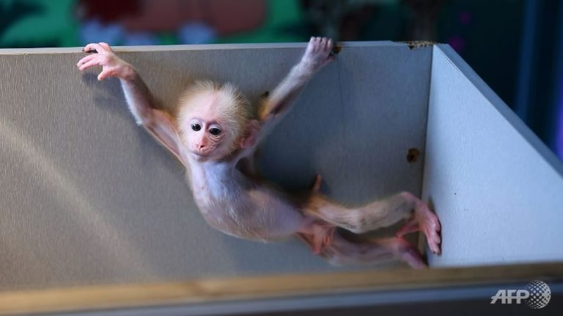 monkey